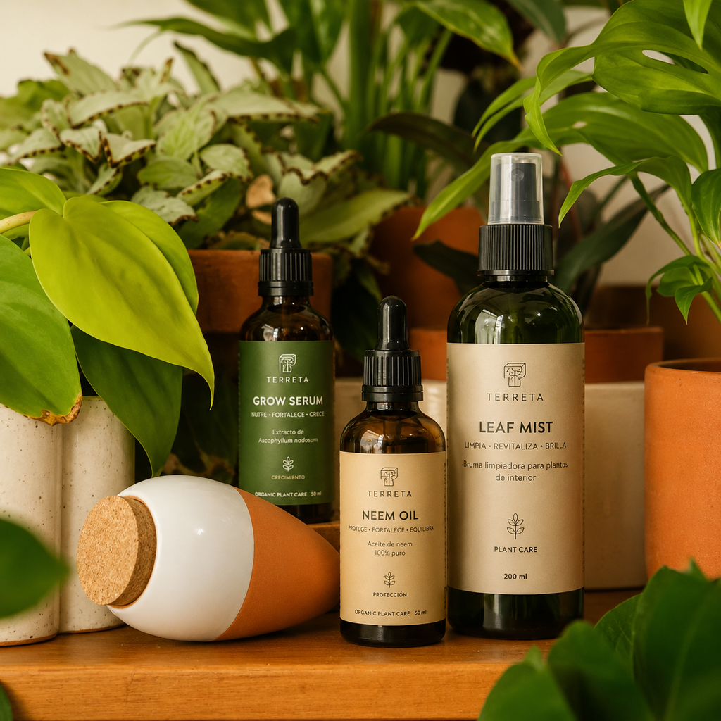 Plant Care Routine